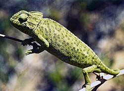 The Common Chameleon, Chamaeleo chamaeleon, was named Lacerta chameleon in 1758.