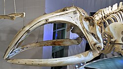 Skull of a North Atlantic right whale