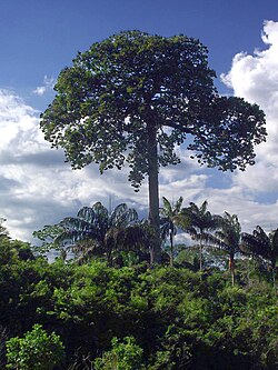 Brazil nut tree in Pará.