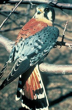 American kestrel