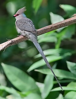 Blue-naped mousebird (Urocolius macrourus)