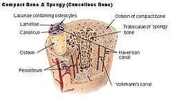 Cross-section details of a long bone