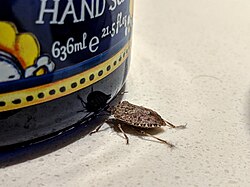 Stink bug in a washroom in Toronto in 2020