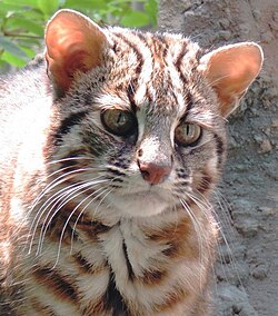 Many nocturnal ambush predators like this leopard cat have vertical pupils, enabling them to judge distance to prey accurately in dim light.[30]