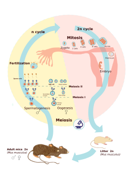 Gametic meiosis