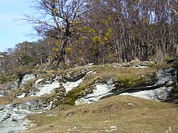 Mossy landscape, Tierra del Fuego