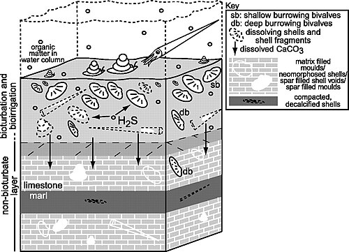 Bioturbation and bioirrigation in the sediment at the bottom of a coastal ecosystems