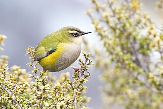 Xenicus gilviventris, showing distinctive green, yellow, and grey colouring.