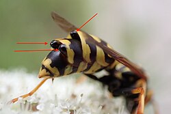 Polistes sp. parasitized by three Xenos vesparum parasites