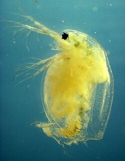 D. magna infected with Pasteuria ramosa
