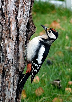 A juvenile male foraging on a pine tree in Ystad.