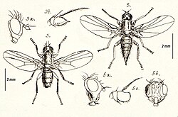 Figure 3 Cerodontha denticornis, 3a head lateral, 3b antenna, and figure 5 Phytomyza affinis 5a head lateral, 5b face, 5c antenna