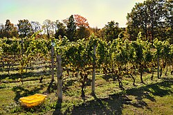 Chardonnay harvest in the Hudson River Region AVA