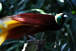 The greater bird of paradise.