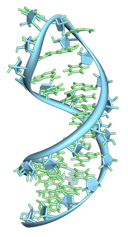 A hairpin loop from a pre-mRNA. Highlighted are the nucleobases (green) and the ribose-phosphate backbone (blue). This is a single strand of RNA that folds back upon itself.