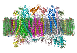 A region of the gene for the cytochrome c oxidase enzyme is used to distinguish species in the Barcode of Life Data Systems database.