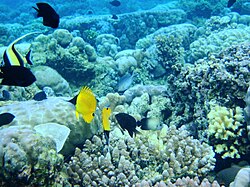 The Bunaken National Park. It lies near the centre of the Coral Triangle and is managed as a marine protected area.[141]