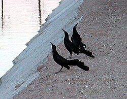 A group of three male great-tailed grackles trying to attract the attention of a receptive female