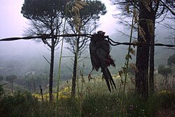 A Sardinian warbler impaled by a shrike in Italy; shrikes sometimes use man-made spikes, such as barbed wire, in place of thorns.