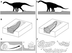 Diagram showing titanosaur nest excavation and egg laying