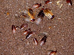 Cave cockroaches on guano
