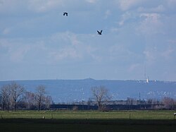 Flying bustards – Apajpuszta, Hungary