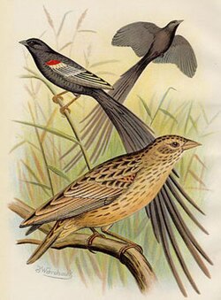 Three male long-tailed widowbirds, showing breeding and non-breeding plumage