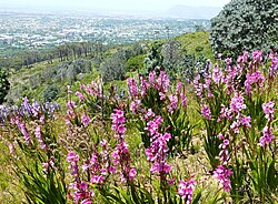 Peninsula Shale Fynbos flora on Devils Peak, Cape Town