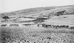 large columns of horses in an arid, hilly landscape