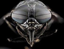 Head of Tabanus atratus showing large compound eyes, short antennae (between and below the eyes) and stout feeding apparatus