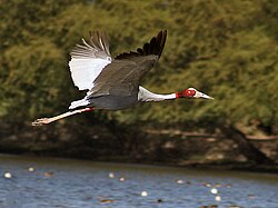 In flight, the black primaries contrast with the otherwise grey wings (Bharatpur, India)
