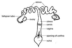 Diagram of the female rabbit reproductive system with main components labeled