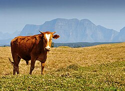 Cattle in Santa Catarina