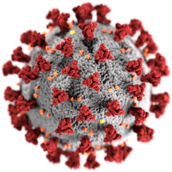 An illustration produced by the CDC of the ultrastructure of a SARS-CoV-2 virus as viewed using electron microscopy