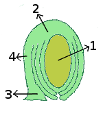 Ovule structure (anatropous) 1: nucellus 2: chalaza 3: funiculus 4: raphe