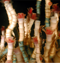Tube worms (Lamellibrachia luymesi) are among the dominant species in one of four cold seep community types in the Gulf of Mexico.