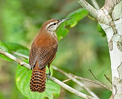 Long-billed wren (Cantorchilus longirostris)