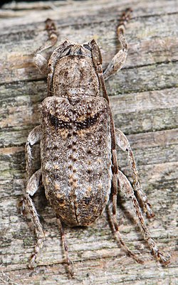 A camouflaged longhorn beetle, Ecyrus dasycerus