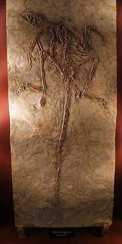 Fossil specimen