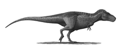 Tyrannosaurus, one of the many extinct dinosaur genera. The cause of the Cretaceous–Paleogene extinction event is a subject of much debate amongst researchers.
