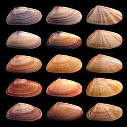 The shells of individuals within the bivalve mollusk species Donax variabilis show diverse coloration and patterning in their phenotypes.