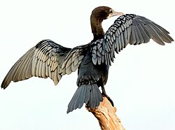 Wing-drying behaviour in a little cormorant