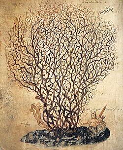 Depiction of coral in the Juliana Anicia Codex, a 6th-century copy of Dioscorides' De Materia Medica. The facing page states that coral can be used to treat ulcers.[138]