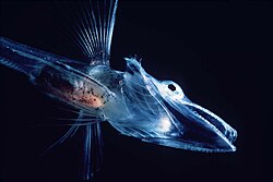 Fish of the Notothenioidei suborder, such as this young icefish, are mostly restricted to the Antarctic and Subantarctic.