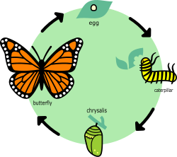 Life cycle of the monarch butterfly
