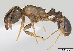 Japanese pavement ant, Tetramorium tsushimae
