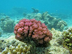 Pocillopora damicornis produces yolky eggs and the planula larvae disperse widely.