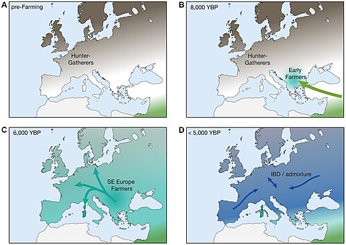 A simplified model for the demographic history of Europeans during the Neolithic period and the Neolithic Revolution which introduced agriculture.[31]