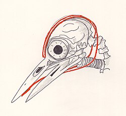 Skull showing tongue and supporting structures.