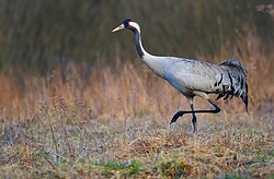 Common crane (Grus grus)